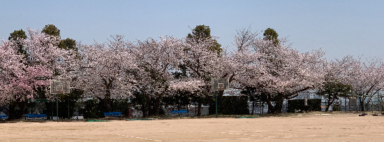 さくら２.jpg