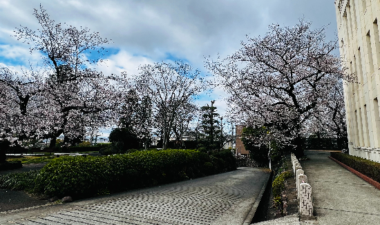 桜通り.jpg