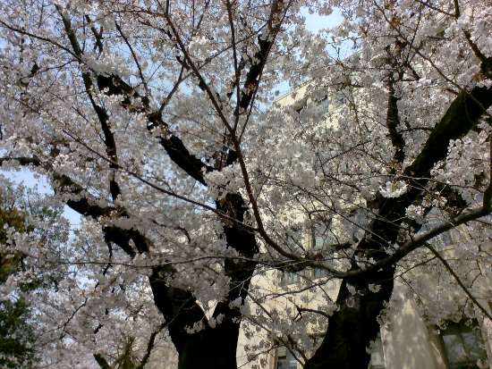 桜2.jpg