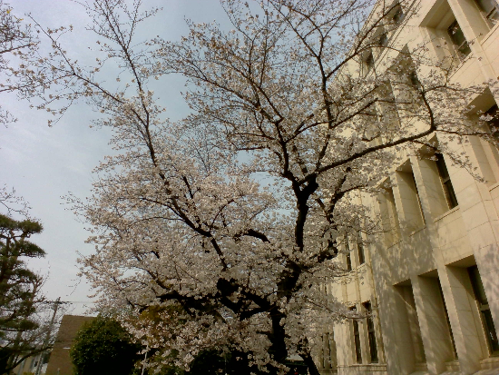 桜3.jpg