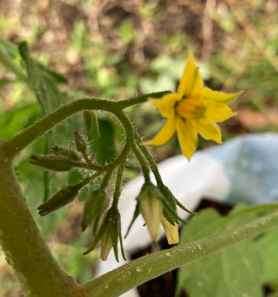 花5.27.JPG