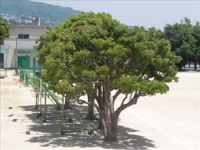kusunoki832x624.jpg