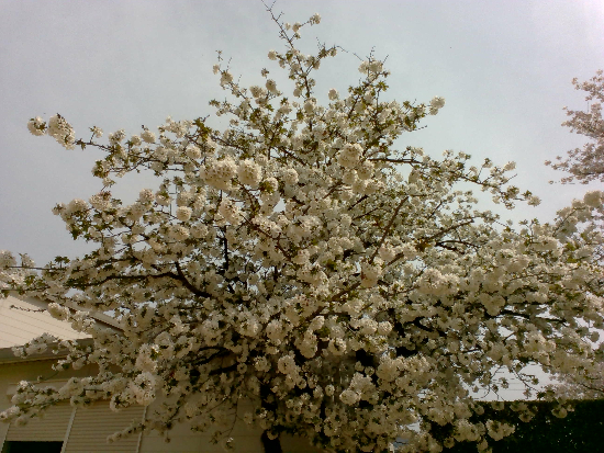ぼんぼり桜.jpg