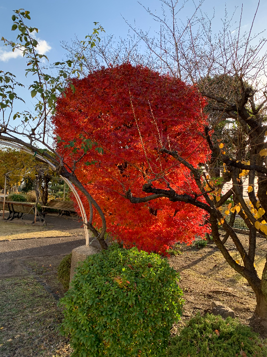 赤い木.JPG